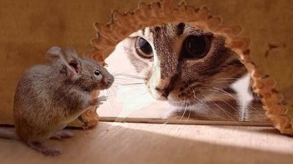 Ученые научились снимать нервное напряжение у мышей