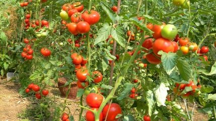 Досвідчені городники знають, що потрібно вирощувати поряд із кущем томатів