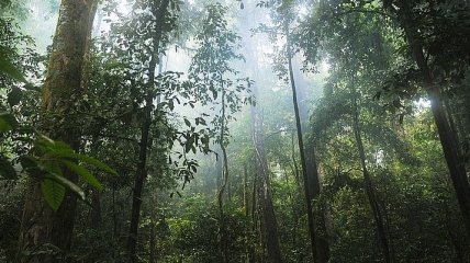 Тотальное уничтожение тропиков: что произойдет с климатом