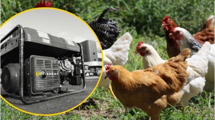 Як відключення світла впливають на птахоферми