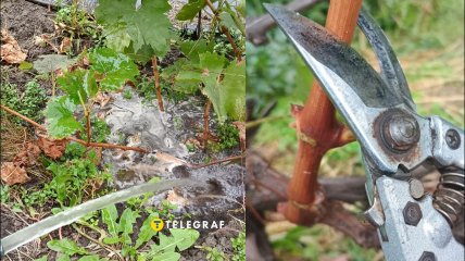 Полив, обрезка, удобрение - рассказываем, что и как нужно сделать с виноградом осенью