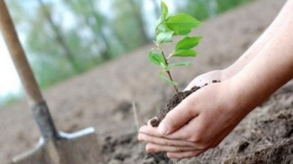 Датчане решили высадить миллион деревьев для борьбы с климатическими изменениями