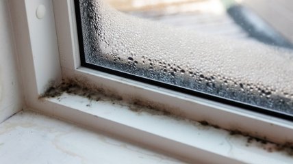 Зимой на окнах часто появляется плесень