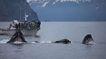  Команда спасателей в Канаде спасла понярного кита 