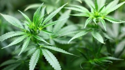 Украинка в Колорадо вырастила марихуаны на $1,4 млн