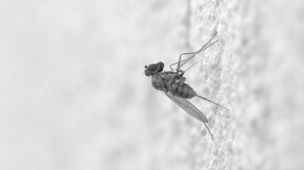 Эффективные методы борьбы с комарами