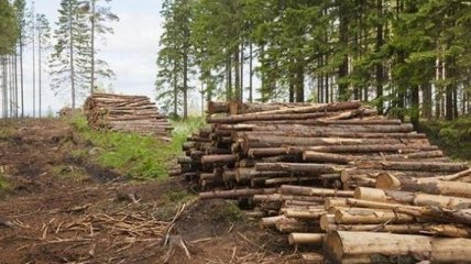 СБУ викрила масштабну вирубку лісів