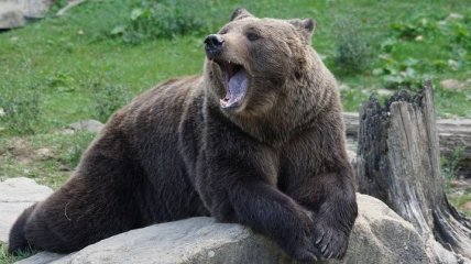 Не хватает балалайки и ушанки: в России медведи устроили драку прямо посреди дороги (видео)