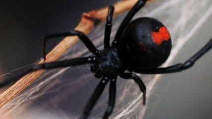 Ученые выяснили, почему паутина черной вдовы такая прочная