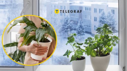 Растения на подоконнике зимой