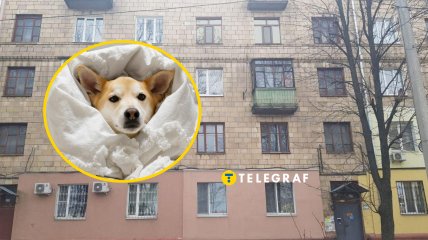 Собака мерзнет