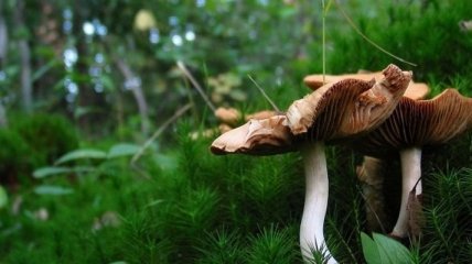 В Прикарпатских лесах при сборе грибов заблудились женщина