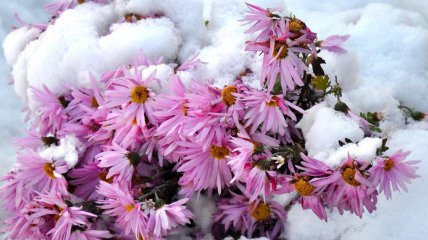 Где и как хранить хризантему, которую выкопали на зиму