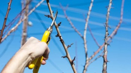 Обрезка сливового дерева весной – это неотъемлемая часть ухода за растением, обеспечивающая его здоровье и обильное плодоношение.