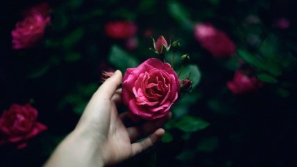 Как избавиться от тли на розах