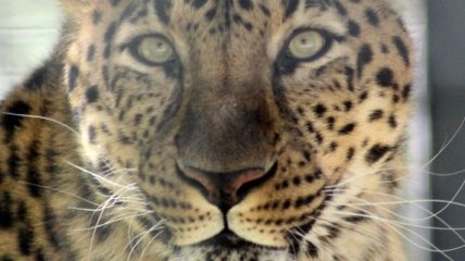 На передовой Карабаха заметили вымирающий вид леопарда (видео)
