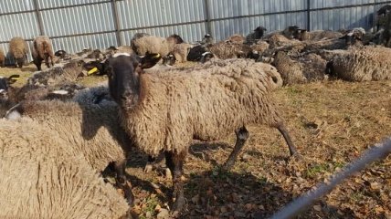 Защитники животных собираются выкупить "черноморских" овец