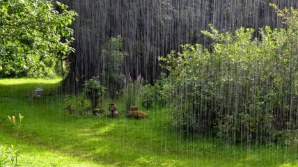 Летний дождь