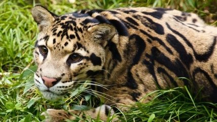 Обнаружен "вымерший" дымчатый леопард