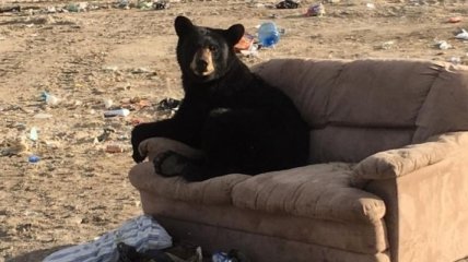 Решил отдохнуть: Фото медведя на диване стало хитом интернета (Фото)