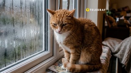 Конденсат на окнах - частая проблема осенью