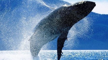 Ученые показали сердце синего кита  