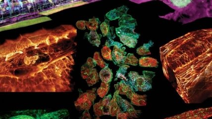 Новый микроскоп сумел показать работу клеток внутри организма в 3D (Видео) 