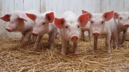 Россия ввела запрет на свинину из Украины