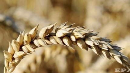 Украина будет отдавать кредит Китаю ежегодными поставками зерна