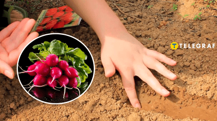 Посадка редиса