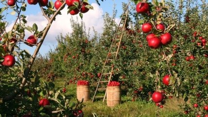 Мелкие садоводы вынуждены оставлять урожай яблок в садах из-за убытков