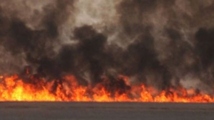 В Одесской области горят "Днестровские плавни"