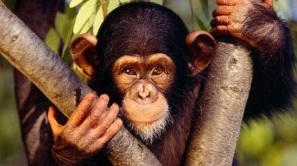 Ученые обнаружили шимпанзе-алкоголиков в дикой природе