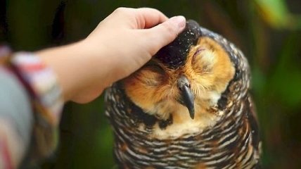 Гипнотизирующая красота сов в фотографиях Шаммы Эсуф (Фото)