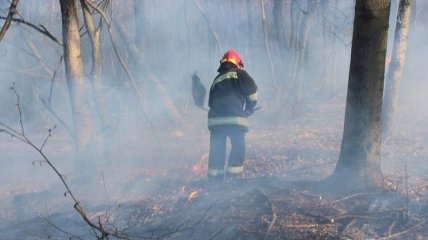 Ситуация с пожарами: на Житомирщине за сутки выгорело до 500 гектаров леса (Фото)