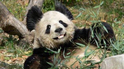 Посла панд выбрали в Китае