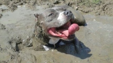 Забавные собаки, которые обожают играться в грязи