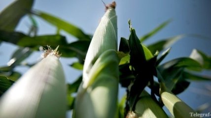 Кукурузу превратили в источник дорогостоящего лекарства