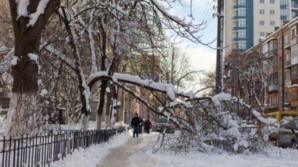 В Киеве из-за непогоды спилили около 200 аварийных деревьев