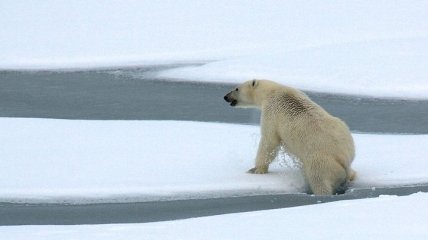 Возможно, белым мишкам не будет где жить: ледяной покров в Арктике достиг рекордного минимума