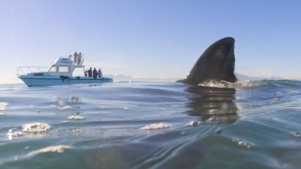 ООН: Акулы Черного моря на грани исчезновения