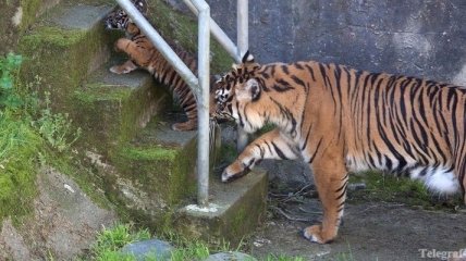 В Германии тигр загрыз сотрудника зоопарка