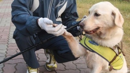 В Украине откроют центр подготовки собак для незрячих