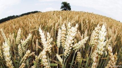 В Беларуси намолочен первый миллион тонн зерна нового урожая 