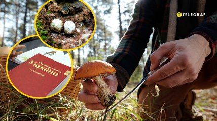 В лесах Украины нашли редкий гриб