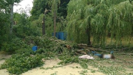 В Харьковской области на людей упало дерево, погибла женщина