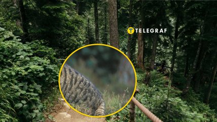 Уникального хищника увидели в Черкасской области