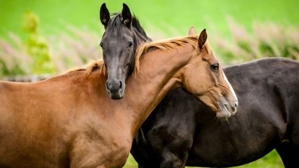 Ученые выяснили удивительный факт о лошадях 