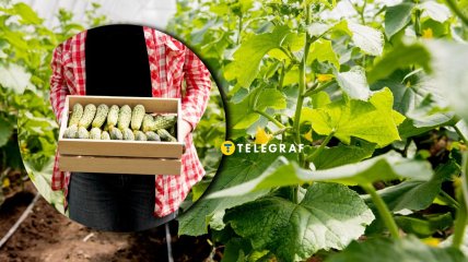 Огурцы будут давать урожай даже во время холодов