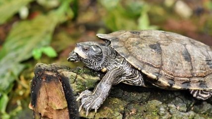 Черепахи могут жить без кислорода: как это возможно